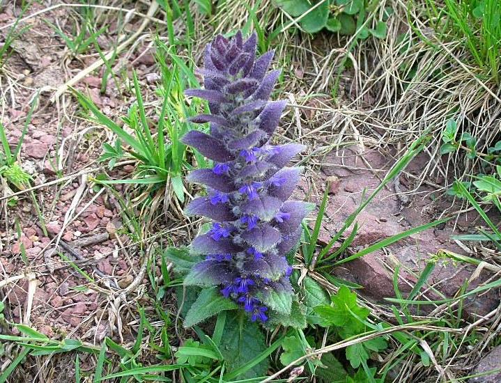 Ajuga pyramidalis / Iva piramidale